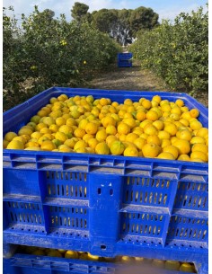 Limones 2